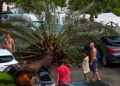 Un reventón húmedo en El Perellonet parte una palmera y aplasta varios vehículos
