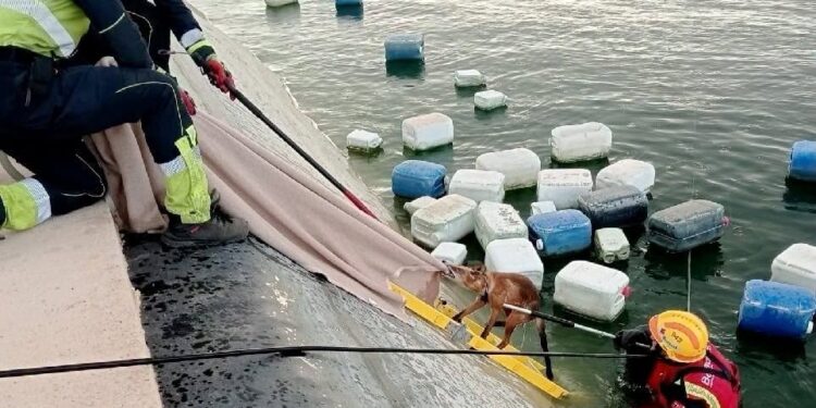 Los Bomberos de Torrevieja rescatan a un zorro atrapado en una balsa de riego en Los Montesinos 1 Los Bomberos de Torrevieja rescatan a un zorro atrapado en una balsa de riego en Los Montesinos