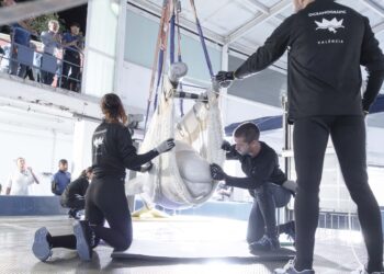 El Oceanogràfic de Valéncia rescata a dos belugas y cuatro delfines procedentes de un parque clausurado en Canadá