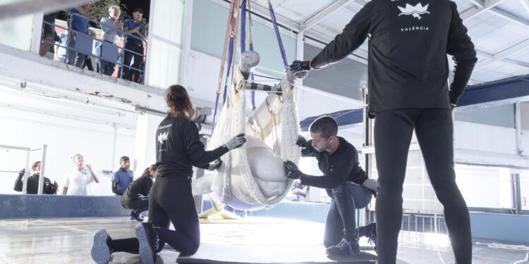 El Oceanogràfic de Valéncia rescata a dos belugas y cuatro delfines procedentes de un parque clausurado en Canadá 1 El Oceanogràfic de Valéncia rescata a dos belugas y cuatro delfines procedentes de un parque clausurado en Canadá