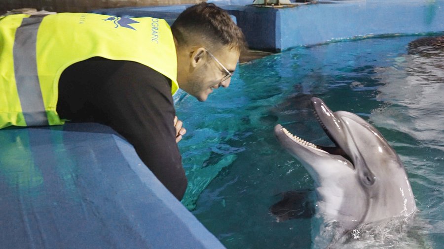 El Oceanogràfic de Valéncia rescata a dos belugas y cuatro delfines procedentes de un parque clausurado en Canadá 2 HQy LEwWwAAbZnp