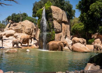 BIOPARC Valencia alerta del peligro de extinción del león y del elefante con motivo de sus Días Mundiales 16 BIOPARC Valencia alerta del peligro de extinción del león y del elefante con motivo de sus Días Mundiales