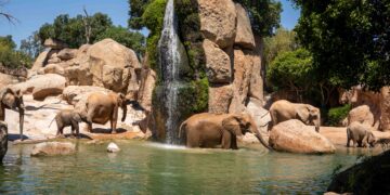 BIOPARC Valencia alerta del peligro de extinción del león y del elefante con motivo de sus Días Mundiales