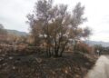 La Generalitat prepara un plan para recuperar la Serra d'Espadà tras el incendio que arrasó casi 9.600 hectáreas 10 La Generalitat prepara un plan para recuperar la Serra dEspada tras el incendio que arraso casi 9.600 hectareas