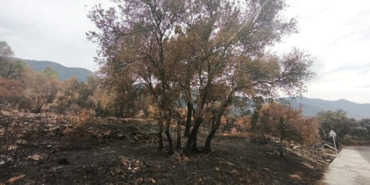 La Generalitat prepara un plan para recuperar la Serra dEspada tras el incendio que arraso casi 9.600 hectareas