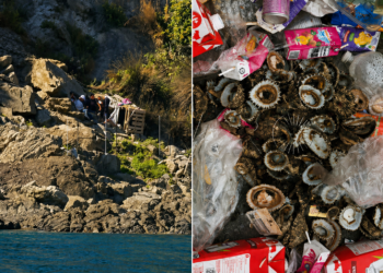 La entrada masiva en Ceuta amenaza también a la lapa Patella ferruginea, una de las especies más protegidas del Mediterráneo