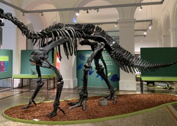 Un dinosaurio que vivió en Morella hace 125 millones de años revela la primera infección bacteriana de origen cutáneo conocida