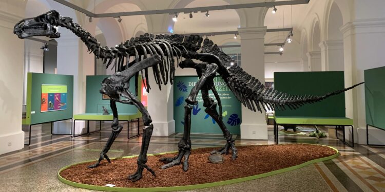 Un dinosaurio que vivió en Morella hace 125 millones de años revela la primera infección bacteriana de origen cutáneo conocida 1 Un dinosaurio que vivió en Morella hace 125 millones de años revela la primera infección bacteriana de origen cutáneo conocida