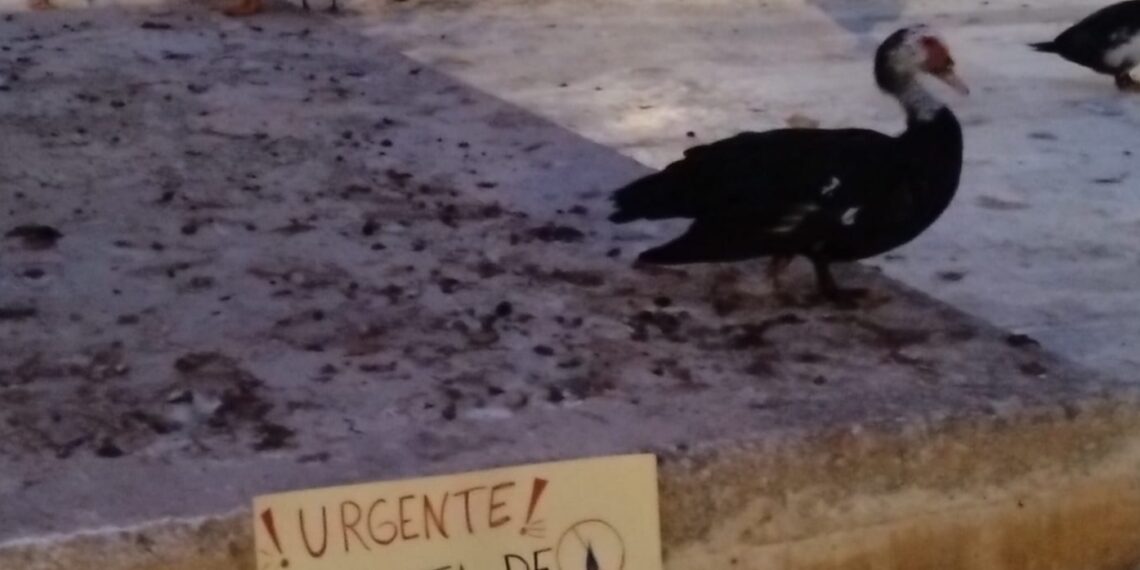 Cero en bienestar animal: la Plataforma Defensa Animal denuncia el abandono de decenas de patos en la Universidad de Alicante 1 abandono de decenas de patos en la Universidad de Alicante