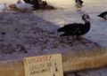 Cero en bienestar animal: la Plataforma Defensa Animal denuncia el abandono de decenas de patos en la Universidad de Alicante 12 abandono de decenas de patos en la Universidad de Alicante