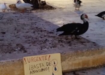 Cero en bienestar animal: la Plataforma Defensa Animal denuncia el abandono de decenas de patos en la Universidad de Alicante 16 abandono de decenas de patos en la Universidad de Alicante