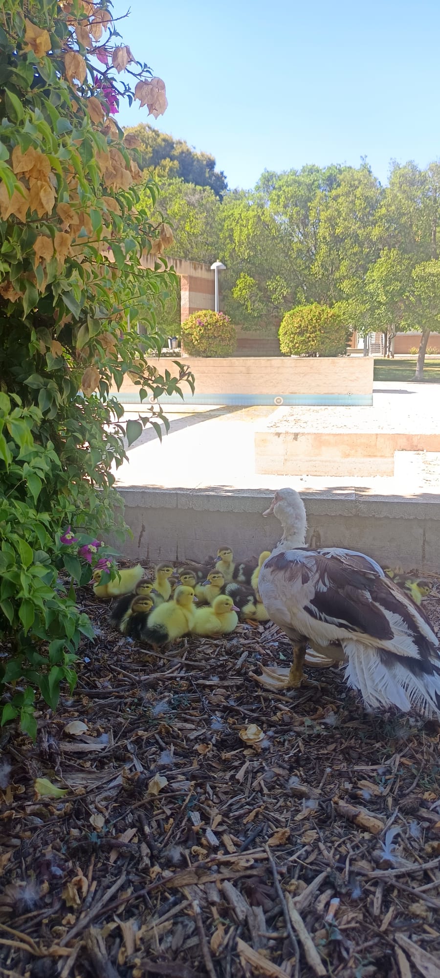 Cero en bienestar animal: la Plataforma Defensa Animal denuncia el abandono de decenas de patos en la Universidad de Alicante 4 WhatsApp Image 2026 08 10 at 14.20.31