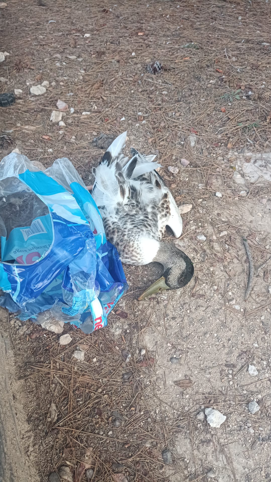 Cero en bienestar animal: la Plataforma Defensa Animal denuncia el abandono de decenas de patos en la Universidad de Alicante 5 WhatsApp Image 2026 08 10 at 14.20.32