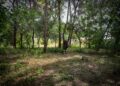 Torrent refuerza la prevención de incendios forestales en El Vedat y la Serra Perenchisa con un operativo especial de verano 14 El Ayuntamiento de Torrent ha puesto en marcha un plan intensivo de mantenimiento y prevención de incendios forestales en los principales pulmones verdes del término municipal. La Brigada Forestal Permanente está llevando a cabo labores estratégicas de poda, desbroce y tala selectiva en áreas emblemáticas como El Vedat y la Serra Perenxisa, así como en cauces de barrancos, caminos y franjas perimetrales próximas a parcelas privadas e infraestructuras. Para hacer frente a los meses de mayor riesgo estival, el dispositivo habitual se ha visto reforzado con la incorporación de 30 trabajadores agrícolas (24 peones y 6 capataces) contratados a través del programa de empleo SEPE Zonas Rurales Deprimidas 2026. Esta iniciativa, gestionada en colaboración con la empresa municipal IDEA’T y el Servicio Público de Empleo Estatal, permite desplegar trabajos de utilidad pública entre julio y septiembre, combinando la inserción laboral con la conservación medioambiental. Actuaciones integrales en masa forestal y barrancos Las intervenciones se centran en reducir la carga vegetal de combustible y eliminar vegetación enferma o con riesgo de caída. Entre las tareas que realiza el equipo destacan: Control de vegetación y biomasa: Poda de arbolado en altura, desbroce selectivo de matorral y tala de ejemplares secos o inestables. Tratamientos específicos: Control fitosanitario frente a plagas como la procesionaria del pino y erradicación de especies invasoras como la caña. Adecuación de espacios públicos: Limpieza de sendas, señalética y mantenimiento de áreas recreativas. Protección de cauces: Limpieza y adecuación de los diversos barrancos del municipio. Apuesta por la prevención continua La alcaldesa de Torrent, Amparo Folgado, ha subrayado la trascendencia de mantener un esfuerzo continuado durante los doce meses del año: "La prevención es una de las herramientas más importantes que tenemos para proteger nuestro entorno natural y, al mismo tiempo, garantizar la seguridad de nuestros vecinos. Contar con una brigada forestal permanente nos permite actuar de manera más rápida y planificada, detectando las necesidades antes de que llegue una situación de mayor riesgo". En relación al refuerzo de verano, Folgado valoró la doble vertiente del programa de empleo: "Combina la creación de empleo para personas del sector agrario con actuaciones necesarias para cuidar nuestros espacios naturales y reducir riesgos ante incendios e inundaciones". Por su parte, el concejal de Medio Ambiente, José Gozalvo, remarcó que las actuaciones priorizan las zonas de mayor vulnerabilidad: "No se trata únicamente de actuar cuando existe un problema, sino de mantener un trabajo preventivo y constante. Las intervenciones en áreas forestales próximas a viviendas y propiedades privadas resultan esenciales para mejorar la seguridad vecinal". Torrent refuerza la prevención de incendios forestales en El Vedat y la Serra Perenxisa con un operativo especial de verano