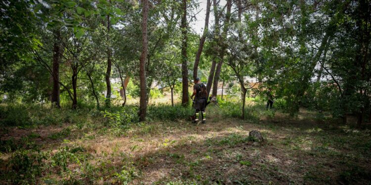 Torrent refuerza la prevención de incendios forestales en El Vedat y la Serra Perenchisa con un operativo especial de verano 1 El Ayuntamiento de Torrent ha puesto en marcha un plan intensivo de mantenimiento y prevención de incendios forestales en los principales pulmones verdes del término municipal. La Brigada Forestal Permanente está llevando a cabo labores estratégicas de poda, desbroce y tala selectiva en áreas emblemáticas como El Vedat y la Serra Perenxisa, así como en cauces de barrancos, caminos y franjas perimetrales próximas a parcelas privadas e infraestructuras. Para hacer frente a los meses de mayor riesgo estival, el dispositivo habitual se ha visto reforzado con la incorporación de 30 trabajadores agrícolas (24 peones y 6 capataces) contratados a través del programa de empleo SEPE Zonas Rurales Deprimidas 2026. Esta iniciativa, gestionada en colaboración con la empresa municipal IDEA’T y el Servicio Público de Empleo Estatal, permite desplegar trabajos de utilidad pública entre julio y septiembre, combinando la inserción laboral con la conservación medioambiental. Actuaciones integrales en masa forestal y barrancos Las intervenciones se centran en reducir la carga vegetal de combustible y eliminar vegetación enferma o con riesgo de caída. Entre las tareas que realiza el equipo destacan: Control de vegetación y biomasa: Poda de arbolado en altura, desbroce selectivo de matorral y tala de ejemplares secos o inestables. Tratamientos específicos: Control fitosanitario frente a plagas como la procesionaria del pino y erradicación de especies invasoras como la caña. Adecuación de espacios públicos: Limpieza de sendas, señalética y mantenimiento de áreas recreativas. Protección de cauces: Limpieza y adecuación de los diversos barrancos del municipio. Apuesta por la prevención continua La alcaldesa de Torrent, Amparo Folgado, ha subrayado la trascendencia de mantener un esfuerzo continuado durante los doce meses del año: "La prevención es una de las herramientas más importantes que tenemos para proteger nuestro entorno natural y, al mismo tiempo, garantizar la seguridad de nuestros vecinos. Contar con una brigada forestal permanente nos permite actuar de manera más rápida y planificada, detectando las necesidades antes de que llegue una situación de mayor riesgo". En relación al refuerzo de verano, Folgado valoró la doble vertiente del programa de empleo: "Combina la creación de empleo para personas del sector agrario con actuaciones necesarias para cuidar nuestros espacios naturales y reducir riesgos ante incendios e inundaciones". Por su parte, el concejal de Medio Ambiente, José Gozalvo, remarcó que las actuaciones priorizan las zonas de mayor vulnerabilidad: "No se trata únicamente de actuar cuando existe un problema, sino de mantener un trabajo preventivo y constante. Las intervenciones en áreas forestales próximas a viviendas y propiedades privadas resultan esenciales para mejorar la seguridad vecinal". Torrent refuerza la prevención de incendios forestales en El Vedat y la Serra Perenxisa con un operativo especial de verano
