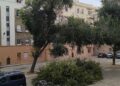 Caída de una rama de grandes dimensiones en la Plaza de Goerlich desata la indignación vecinal por el abandono del arbolado