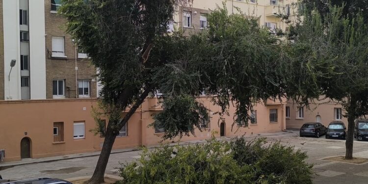 Caída de una rama de grandes dimensiones en la Plaza de Goerlich desata la indignación vecinal por el abandono del arbolado