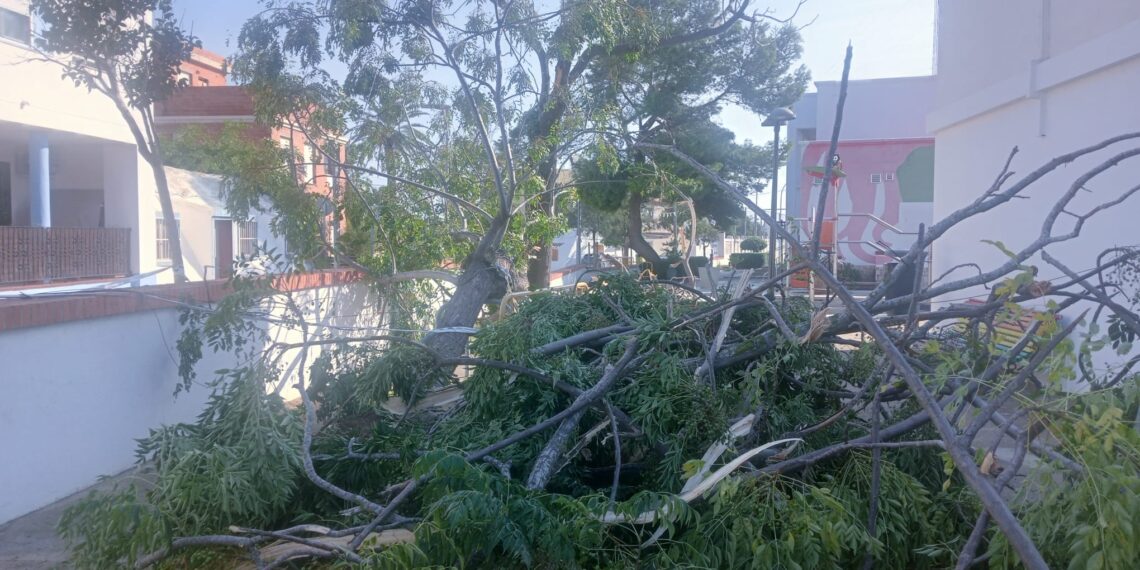 Vecinos de El Perellonet estallan contra Parques y Jardines tras los destrozos del último temporal 1 Vecinos de El Perellonet estallan contra Parques y Jardines tras los destrozos del último temporal