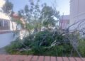 Vecinos de El Perellonet estallan contra Parques y Jardines tras los destrozos del último temporal 12 Vecinos de El Perellonet estallan contra Parques y Jardines tras los destrozos del último temporal