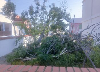 Vecinos de El Perellonet estallan contra Parques y Jardines tras los destrozos del último temporal 16 Vecinos de El Perellonet estallan contra Parques y Jardines tras los destrozos del último temporal