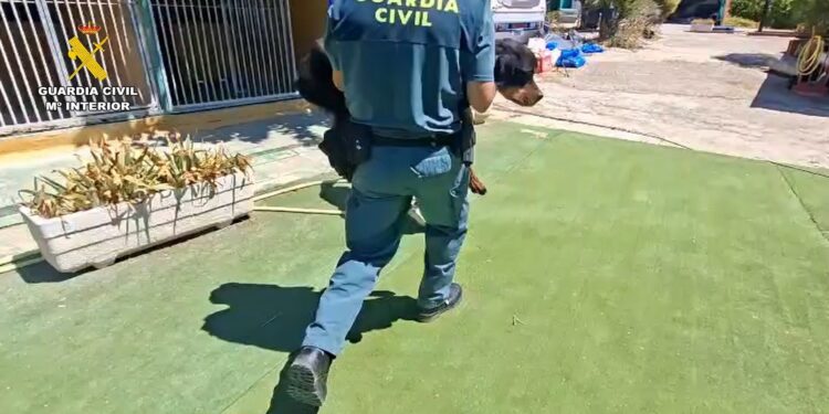 Investigados los propietarios de una escuela canina en Navalcarnero por un delito de maltrato animal 1 Investigados los propietarios de una escuela canina en Navalcarnero por un delito de maltrato animal