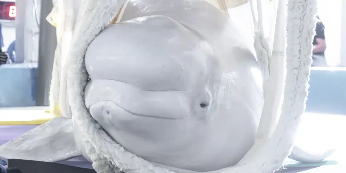 Dos belugas y cuatro delfines rescatados de un acuario cerrado en Canadá llegan al Oceanogràfic de Valencia 1 cece71af 08c0 4e7b a76c 911f3f132de4 16 9 aspect ratio 1600w 0