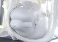 Dos belugas y cuatro delfines rescatados de un acuario cerrado en Canadá llegan al Oceanogràfic de Valencia 11 cece71af 08c0 4e7b a76c 911f3f132de4 16 9 aspect ratio 1600w 0