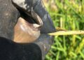 Alarma en el campo valenciano: la plaga del ‘cucat’ amenaza con destruir hasta el 60% de la cosecha de arroz