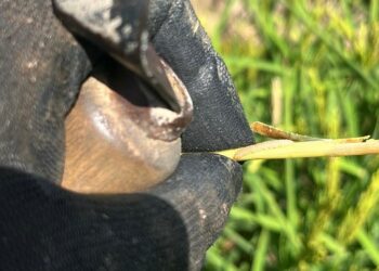 Alarma en el campo valenciano: la plaga del ‘cucat’ amenaza con destruir hasta el 60% de la cosecha de arroz