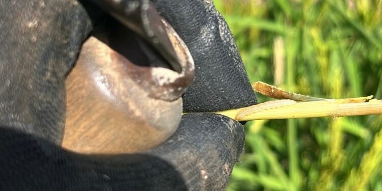 Alarma en el campo valenciano: la plaga del ‘cucat’ amenaza con destruir hasta el 60% de la cosecha de arroz