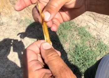 Alarma en la Albufera: la plaga del ‘cucat’ devasta hasta un 34% del arroz a diez días de iniciar la siega