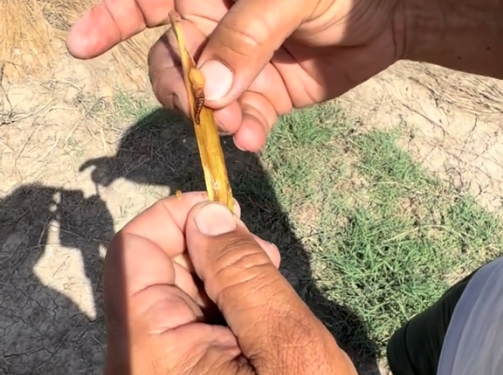 Alarma en la Albufera: la plaga del ‘cucat’ devasta hasta un 34% del arroz a diez días de iniciar la siega 1 Alarma en la Albufera: la plaga del ‘cucat’ devasta hasta un 34% del arroz a diez días de iniciar la siega