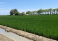 Los arroceros de AVA-ASAJA alertan de una campaña crítica que amenaza el futuro del sector y de l'Albufera