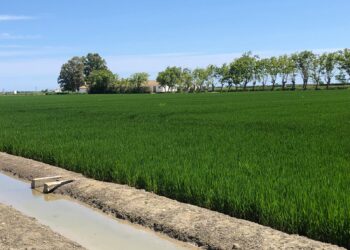 Los arroceros de AVA-ASAJA alertan de una campaña crítica que amenaza el futuro del sector y de l'Albufera
