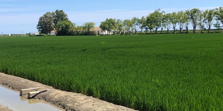 Los arroceros de AVA-ASAJA alertan de una campaña crítica que amenaza el futuro del sector y de l'Albufera
