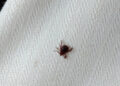 Una plaga de garrapatas sin precedentes paraliza el campo valenciano y provoca las primeras hospitalizaciones 10 Una plaga de garrapatas sin precedentes paraliza el campo valenciano y provoca las primeras hospitalizaciones