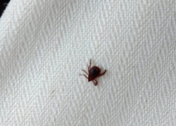 Una plaga de garrapatas sin precedentes paraliza el campo valenciano y provoca las primeras hospitalizaciones 14 Una plaga de garrapatas sin precedentes paraliza el campo valenciano y provoca las primeras hospitalizaciones