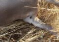 AVA-ASAJA alerta de una presencia sin precedentes de garrapatas en el medio rural valenciano 10 AVA-ASAJA alerta de una presencia sin precedentes de garrapatas en el medio rural valenciano