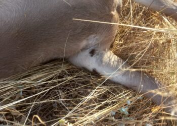 AVA-ASAJA alerta de una presencia sin precedentes de garrapatas en el medio rural valenciano 14 AVA-ASAJA alerta de una presencia sin precedentes de garrapatas en el medio rural valenciano