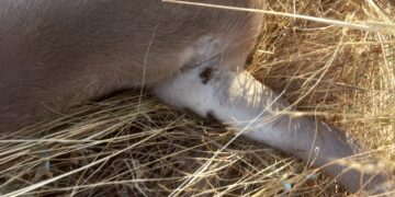 AVA-ASAJA alerta de una presencia sin precedentes de garrapatas en el medio rural valenciano