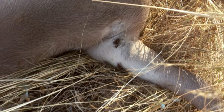 AVA-ASAJA alerta de una presencia sin precedentes de garrapatas en el medio rural valenciano 1 AVA-ASAJA alerta de una presencia sin precedentes de garrapatas en el medio rural valenciano