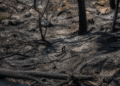 El incendio de la Vall d'Uixó deja pérdidas de hasta 40 millones de euros en el campo valenciano 10 incendio 6 1