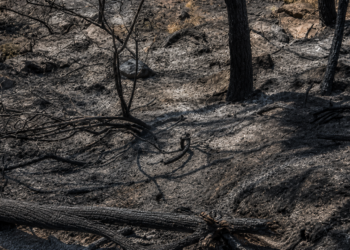 El incendio de la Vall d'Uixó deja pérdidas de hasta 40 millones de euros en el campo valenciano 13 incendio 6 1