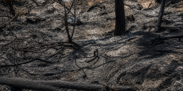 El incendio de la Vall d'Uixó deja pérdidas de hasta 40 millones de euros en el campo valenciano 1 incendio 6 1
