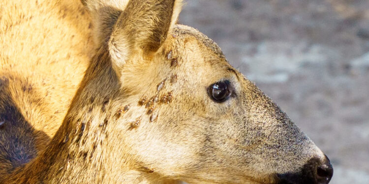 AVA-ASAJA alerta del aumento de las picaduras de la mosca borriquera en Castellón 1 AVA-ASAJA alerta del aumento de las picaduras de la mosca borriquera en Castellón