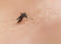 OCU advierte sobre la falta de eficacia antimosquitos de las pulseras y los aparatos de ultrasonidos 11 OCU advierte sobre la falta de eficacia antimosquitos de las pulseras y los aparatos de ultrasonidos