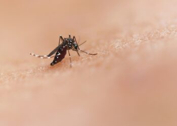 OCU advierte sobre la falta de eficacia antimosquitos de las pulseras y los aparatos de ultrasonidos 15 OCU advierte sobre la falta de eficacia antimosquitos de las pulseras y los aparatos de ultrasonidos
