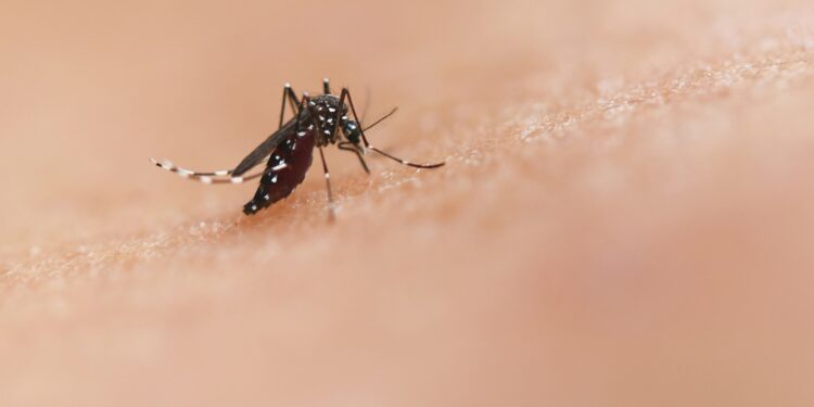 OCU advierte sobre la falta de eficacia antimosquitos de las pulseras y los aparatos de ultrasonidos