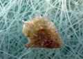 ostra tropical invasora