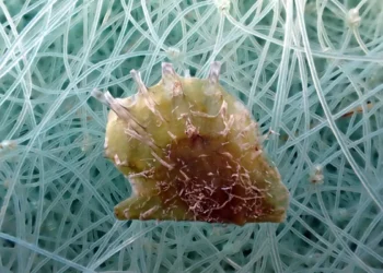 ostra tropical invasora